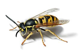 یک زنبور اروپایی یا آلمانی که به‌طور عمده در نیم‌کره شمالی زمین زندگی می‌کند.