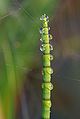 25. Iszapzsurló (Equisetum fluviatile) (Luc Viatour felvétele) (javítás)/(csere)