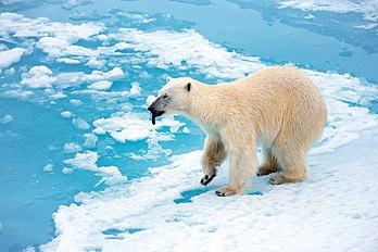 Urso-polar (Ursus maritimus) com a língua de fora. Terra de Francisco José, Arcangel, Rússia. (definição 7 360 × 4 912)