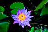 Blue water lily (Nymphaea stellata/Nymphaea nouchali)