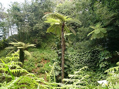 Arbofilikoj en Blendys Garden, Madejro
