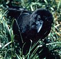 Quạ Hawaii hay ʻalala (Corvus hawaiiensis) gần như bị tuyệt chủng; chỉ còn vài chục con sống trong tình trạng nuôi giữ.