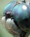 hlava vážky se složeným okem