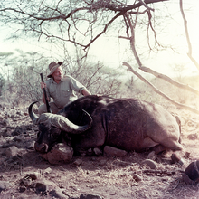 Potret seorang pria mengenakan topi dan memegang senapan, ia berjongkok di samping kerbau cokelat besar bertanduk yang sedang berbaring