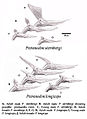 Comparison of Pteranodon species, ages, and sexes