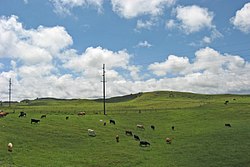 Cattle pastures just outside Waimea