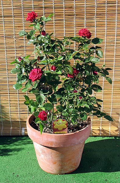 File:"Meillandine" Rose in clay pot.jpg