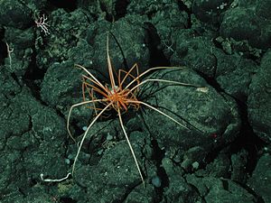 深さ1570mの深海から発見された2匹のオオウミグモ。