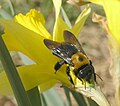یک زنبور درودگررشرقی (Xylocopa virginica) تاج را سوراخ می‌کند تا از نرگس (Narcissus sp.) تغذیه کند