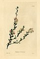 Polygonum frutescens (Loddiges 489) drawing by William Miller engraved by G Cooke, 1818