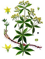علیرغم گل سبز مایل به زرد، ریشه گیاه Rubia tinctorum یا گیاه غریب، رایج‌ترین رنگ قرمز مورد استفاده از دوران باستان تا قرن ۱۹ را تولید می‌کرد.