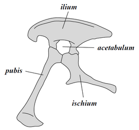 Estrutura da pelve dos saurísquios (lado esquerdo)