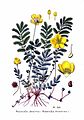 Potentilla anserina plate 102 in: A. Masclef: Atlas des plantes de France Paris (1891)