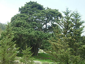 Кипарис вечнозелёный, общий вид взрослого растения, остров Кипр