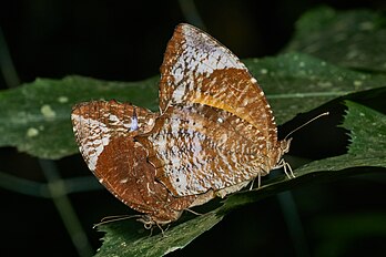 Elymnias caudata, uma borboleta da família Nymphalidae endêmica do Sul da Índia. (definição 4 584 × 3 054)