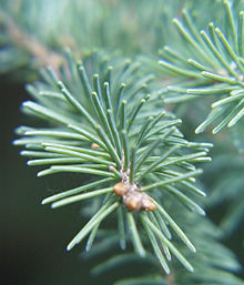 Picea glauca (White Spruce) needles
