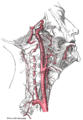La caròtide interna i les artèries vertebrals (costat dret).