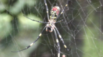 Joro spider (Nephila clavata)