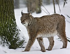 Le lynx boréal peuple à nouveau le massif depuis 1983.