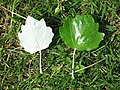 Leaves; underside left, upper side right