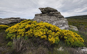 Giesta-amarela (Cytisus scoparius) florescendo em torno de uma pedra no Parque Natural Regional de Haut-Languedoc, França. (definição 7 360 × 4 600)