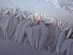 シダの葉状の霜
