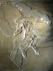 Фосил потпуног археоптерикса, укључујући удубљења перја на крилима и репу