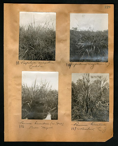 File:Chase album, 1898, 1903, and undated (Page 129) BHL46399564.jpg