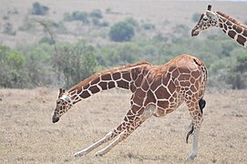 A stretching giraffe