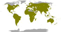 Distribución xeográfica dos colúmbidos