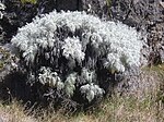Artemisia mauiensis (Мауијски пелим)