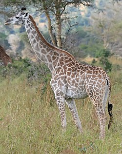 Masaju žirafe (G. tippelskirchi)