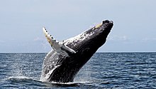 A humpback whaul breachin