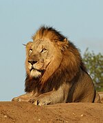 Lion (Panthera leo) male 6y