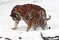 11. Szibériai tigris (Panthera tigris altaica) a New York állambeli buffalói állatkertben (javítás)/(csere)