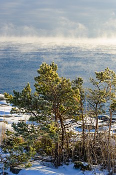 Pinheiro-silvestre (Pinus sylvestris) a leste de Utö, Haninge, arquipélago de Estocolmo, Suécia. (definição 4 016 × 6 016)