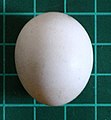 Senegal Parrot egg (on 1 cm grid). A bird that nests in tree holes