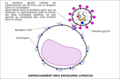 3- Après fixacion dau virüs sus lo linfocit, la proteïna virala gp41 entraïna un raprochament de l'envolopa lipidica dau virüs e de la membrana cellulara