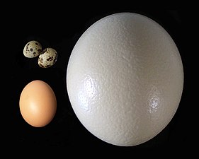 ביצת יען לעומת ביצי תרנגולת ושליו