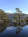 Image 9Eilean Ruairidh Mòr, one of many forested islands in Loch Maree Credit: Jerry Sharp