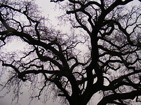 A silhouette of a tree