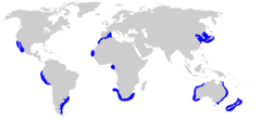 Distribuição Geográfica do Tubarão Cobre