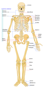 Vista frontal del esqueleto humano