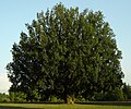 Quercus robur f. fastigiata très âgé (plus de 180 ans).