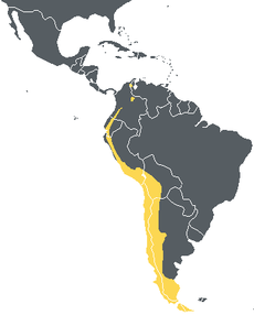 Rozšíření kondora andského
