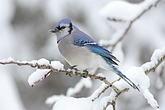 Third place: A Blue Jay (Cyanocitta cristata) in Algonquin Provincial Park, Canada. Mdf (GFDL)