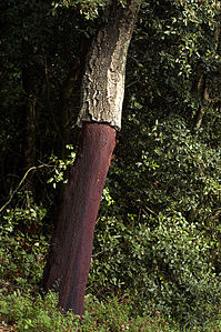 Ĵus senŝeligita korkokverko (Quercus suber).