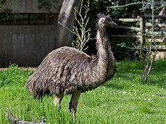 El emú es la segunda mayor especie de ave actual. Aparece en la heráldica australiana junto con el canguro rojo.