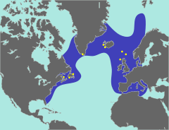A map showing the range of the great auk, with the coasts of North America and Europe forming two boundaries, a line stretching from New England to northern Portugal the southern boundary, and the northern boundary wrapping around the southern shore of Greenland