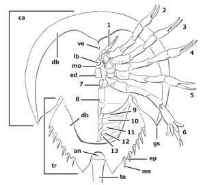 カブトガニ類の腹側。幅広い背甲（ca）に覆われた前体は1対の短い鋏角（1）と5対の歩脚型付属肢がある。後者のうち最初の1対（2）は触肢だが、直後の歩脚（3）とほぼ同形である。